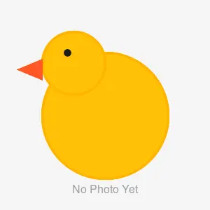 Best Rubber Ducks for Tracking Adventures (2026)