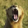 TheLionAndTheRose