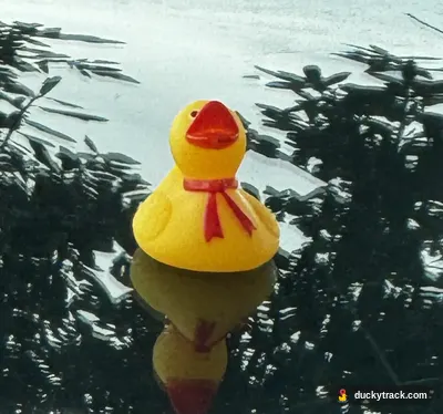 Eric’s Ducky Duck