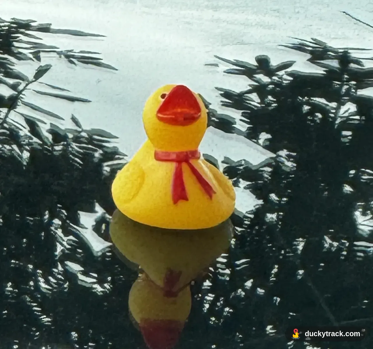 Eric’s Ducky Duck