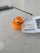 Duck alex